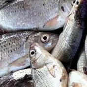 fishhungry прикормка