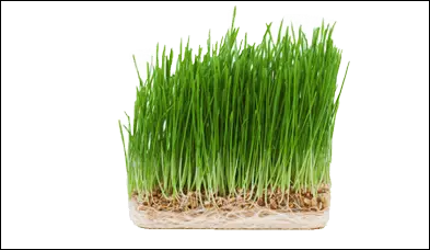 Instrument de slăbit Grassfit Wheatgrass
